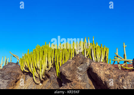 Verde cactus sulla passeggiata costiera lungo l'oceano in Playa Blanca, Lanzarote, Isole Canarie, Spagna Foto Stock