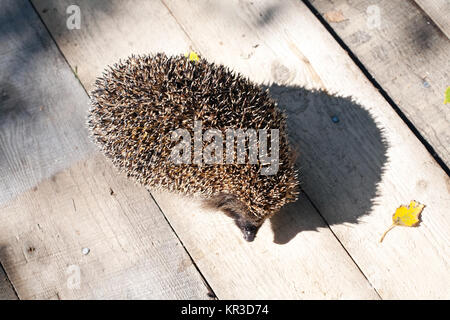 Closep hedgehog con il suo divertente ombra sul pavimento in legno sfondo Foto Stock