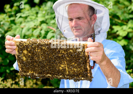 Apicoltore al lavoro Foto Stock