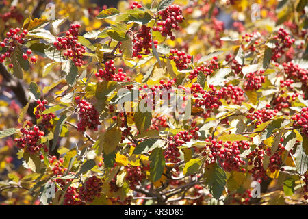 Freccia rossa in legno di uva passa di bacche e foglie di giallo autunno pattern Foto Stock