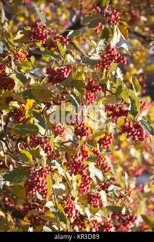 Freccia rossa in legno di uva passa di bacche e foglie di giallo autunno pattern Foto Stock