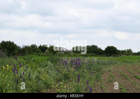 Consolida orientalis sul bordo del campo Foto Stock