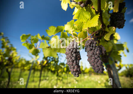 Grandi mazzi di vino rosso uva appeso da una vecchia vigna in luce calda del pomeriggio Foto Stock