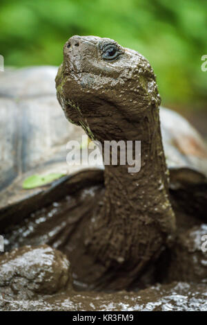 Close-up di terreni fangosi Galapagos tartaruga gigante testa Foto Stock