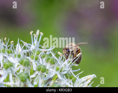 Api su Allium sphaerocephalon. Allium Coscia, noto anche come sphaerocephalon, produce due-tonica, Burgundy-Green le teste dei fiori. I fiori aperti verde, e poi iniziare a girare viola. Foto Stock