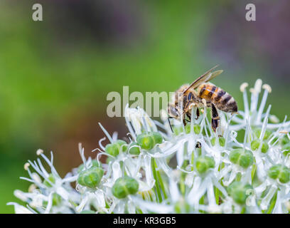 Api su Allium sphaerocephalon. Allium Coscia, noto anche come sphaerocephalon, produce due-tonica, Burgundy-Green le teste dei fiori. I fiori aperti verde, e poi iniziare a girare viola. Foto Stock