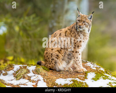 Le medie eurasiatica (Lynx Lynx lynx) è nativo in Siberia centrale, orientale e in Asia del Sud, Nord, Europa Centrale e Orientale. Riposo in inverno Foto Stock