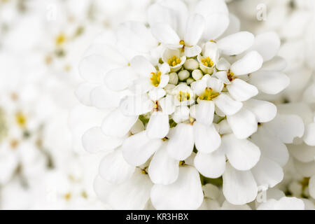 Fiore bianco Foto Stock