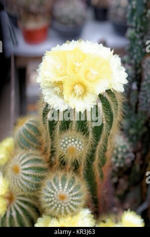 BlÃ¼Hender Notokaktus (Notocactus spec) Foto Stock