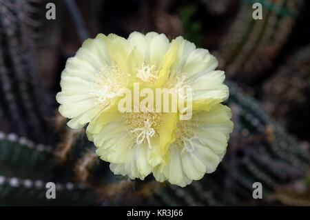 Fioritura notokaktus (notocactus spec) Foto Stock