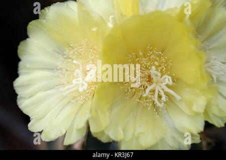 Fioritura notokaktus (notocactus spec) Foto Stock