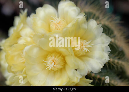 BlÃ¼Hender Notokaktus (Notocactus spec) Foto Stock