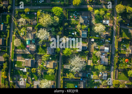 Riparto giardino Nauheimer Straße, Duisburg-Neumühl, alberi fioriti, riparto giardino, assegnazioni, giardino capannoni, Schreberhäuser, Duisburg, la zona della Ruhr, Foto Stock