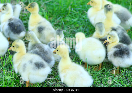 Giovani goslings sull'erba nel villaggio Foto Stock