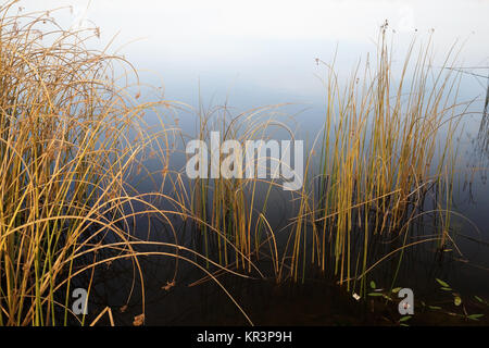 Piante litoranee nel tardo autunno Foto Stock