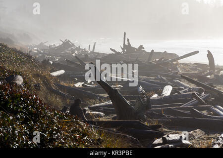 Early Morning mist schermi litorale di Long Beach sull'Isola di Vancouver West Coast. Decine di registri - driftwood - sit in modo casuale all'alta marea linea Foto Stock