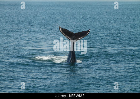 Un giovane Humpback Whale (Megaptera novaeangliae) onde la sua coda Fluke fuori dell'Oceano Atlantico. Foto Stock