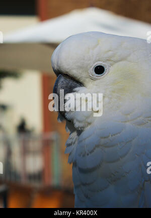 Un Sulfur-Crested Cacatua nel Queensland, Australia Foto Stock