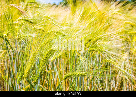 Orzo orecchie. hordeum vulgare Foto Stock