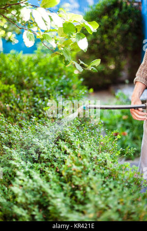 Agricoltore cespugli di elaborazione dal pesticida sul cortile Foto Stock