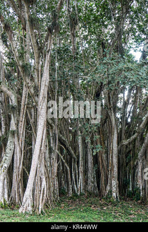 Banyan Tree growes in Cuba tropicale Foto Stock