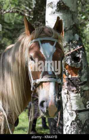 Ritratto di un cavallo bellissimo con i capelli lunghi e la macchia bianca sulla fronte Foto Stock