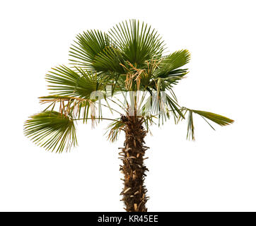 Palm tree su sfondo bianco Foto Stock