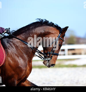 Ritratto di uno sport marrone a cavallo. Foto Stock