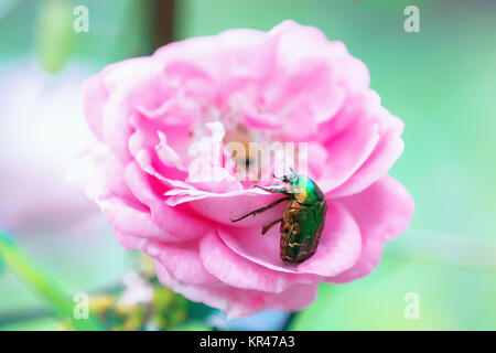 Grande coleottero verde su un fiore rosa Foto Stock