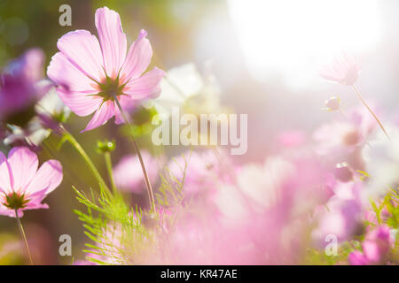 Cosmo fiore sotto la luce del sole Foto Stock