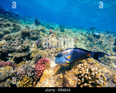 Coralli e pesci nel mare rosso. Egitto Foto Stock