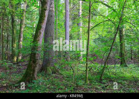 Naturali misti stand della foresta di bialowieza Foto Stock