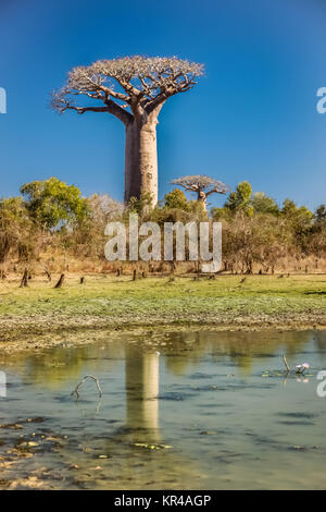 Il baobab riflesso nell'acqua Foto Stock