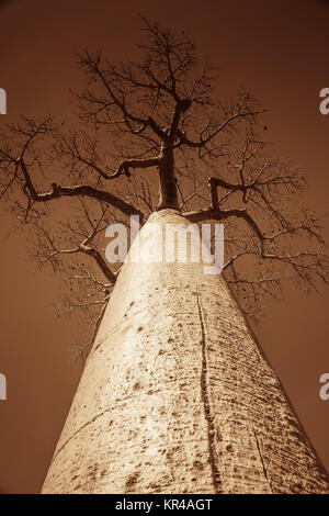 Unica enorme baobab Foto Stock