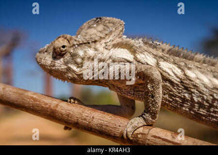 Camaleonte e baobab Foto Stock