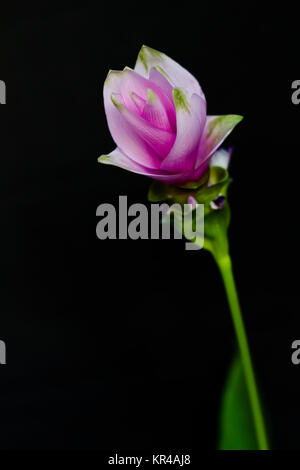 Tulipano del Siam Foto Stock