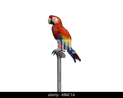 Parrot esentato Foto Stock