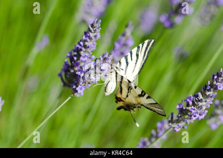 Close up di una farfalla su una pianta di lavanda Foto Stock