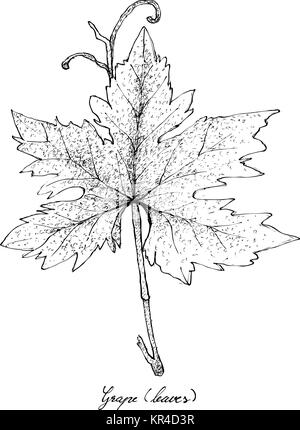 Insalata di verdure, illustrazione di mano il bozzetto freschi e deliziosi verde foglia di uva isolati su sfondo bianco. Illustrazione Vettoriale