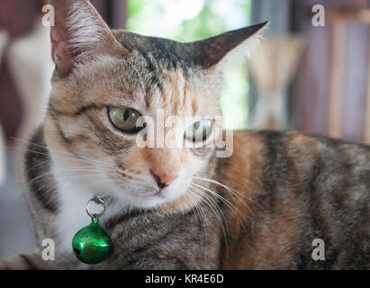 Close up ritratto di siamease cat Foto Stock