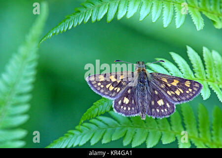 carterocephalus palaemon con dabvescica a cubo giallo Foto Stock