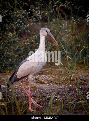 Asian Open Bill stork Anastomus oscitans Foto Stock