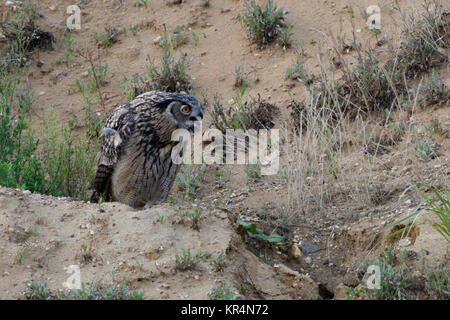 Gufo reale / Uhu ( Bubo bubo ) giovani bird, arroccato sulla cima di una piccola collina in una buca di sabbia, chiamando, Elemosinare il cibo, la fauna selvatica, l'Europa. Foto Stock