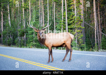 Elk attraversare una strada Foto Stock