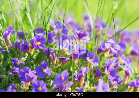 Moltitudine Aubrieta piccoli fiori blu in erba sulla radura alpina Foto Stock