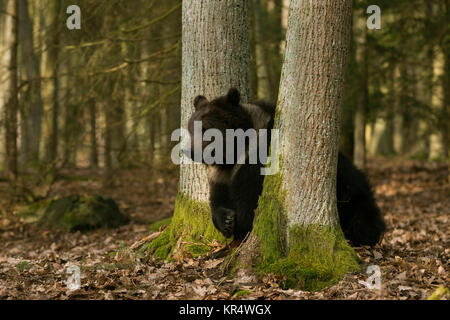 Unione orso bruno / Europaeischer Braunbaer ( Ursus arctos ) a piedi attraverso una foresta autunnale, solo il passaggio di due alberi secolari, l'Europa. Foto Stock