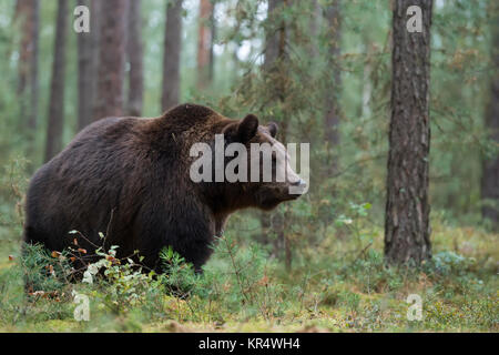 Eurasian orso bruno / Braunbaer ( Ursus arctos ), i giovani adulti, camminando attraverso il sottobosco di una foresta boreale, l'Europa. Foto Stock