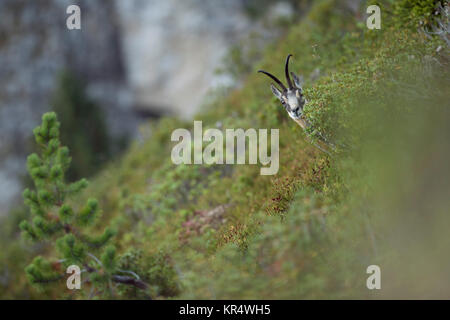 Il camoscio / Gaemse ( Rupicapra rupicapra ), maschio adulto, nascondere, guardando al di fuori della tipica vegetazione alpina, arbusto, in corrispondenza di un ripido pendio nelle alpi svizzere, Europa Foto Stock