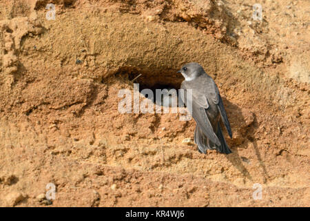 Sabbia Martin / Banca Swallow ( Riparia Riparia), coppia, seduti insieme, flirtare presso il loro nido foro in una banca di fiume, guardare la fauna selvatica, l'Europa. Foto Stock