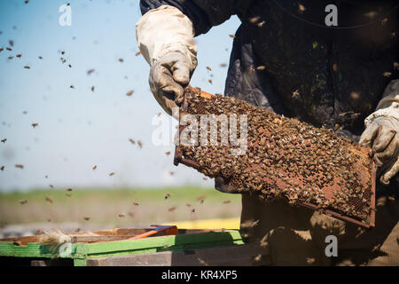 Beekeepr mantenendo un favo di miele nelle sue mani Foto Stock